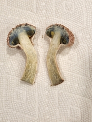 Boletellus ananas image