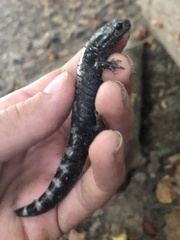 Ambystoma opacum