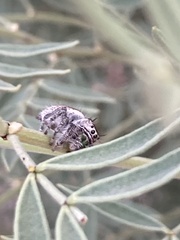 Phidippus californicus