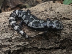 Ambystoma opacum