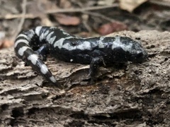 Ambystoma opacum