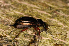 Carabus auronitens