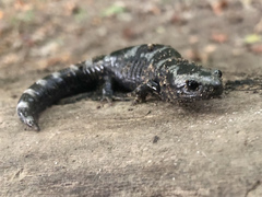 Ambystoma opacum