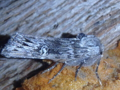 Lithomoia