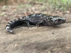 Ambystoma opacum