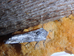 Lithomoia