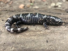 Ambystoma opacum