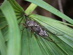 Cicadinae