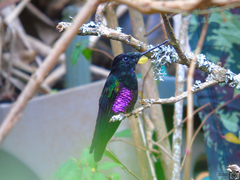 Coeligena helianthea