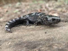Ambystoma opacum