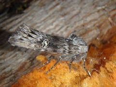 Lithomoia