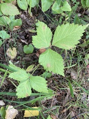 Rubus saxatilis