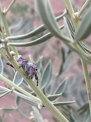 Phidippus californicus
