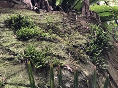 Bulbophyllum shepherdii