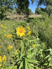 Helianthus grosseserratus