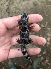 Ambystoma opacum