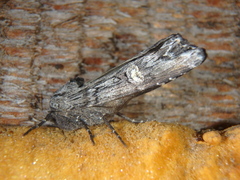 Lithomoia