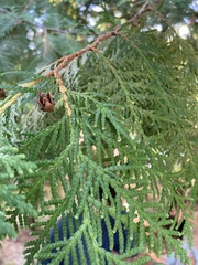 Thuja occidentalis