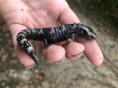 Ambystoma opacum