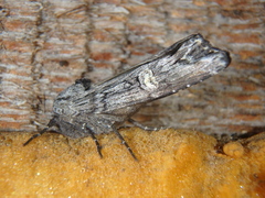 Lithomoia