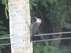 Melanerpes radiolatus