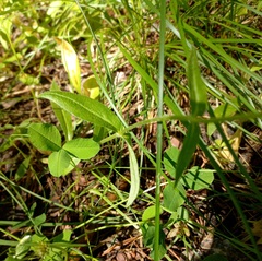 Cerastium pauciflorum