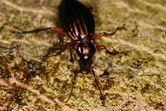 Carabus auronitens