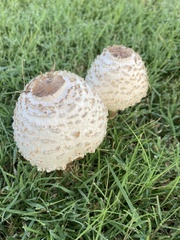 Chlorophyllum