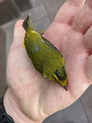 Cardellina pusilla