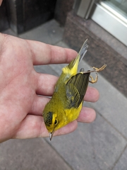 Cardellina pusilla