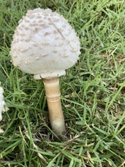 Chlorophyllum
