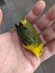 Cardellina pusilla