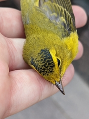 Cardellina pusilla