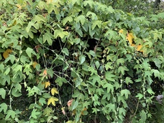Passiflora subpeltata