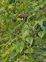 Passiflora subpeltata