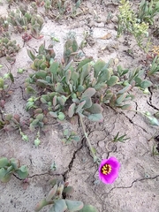 Cistanthe arenaria