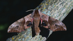 Smerinthus ocellata