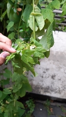 Passiflora subpeltata