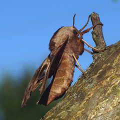 Smerinthus ocellata