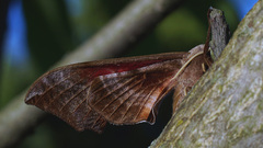 Smerinthus ocellata