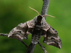 Smerinthus ocellata
