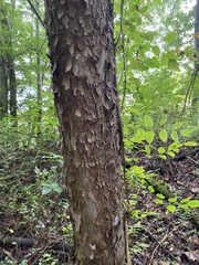 Platanus