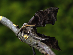 Smerinthus ocellata