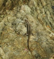 Emoia atrocostata