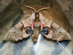 Smerinthus ocellata