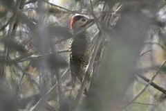 Colaptes melanochloros