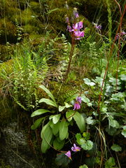 Primula pauciflora