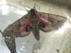 Smerinthus ocellata
