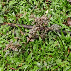Hypoestes