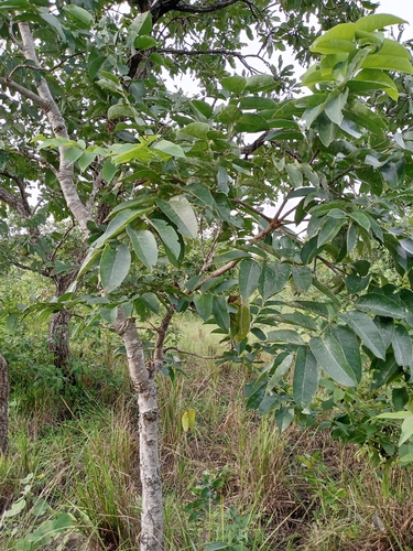 African Copaiba Balsam Tree